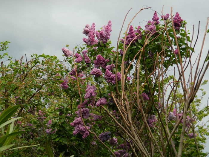 DSCN5696