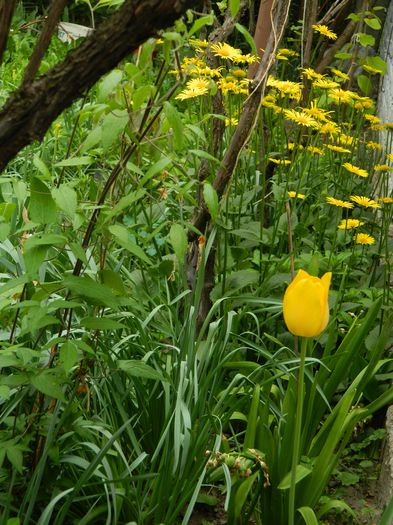 DSCN5700 - 2015_MAI