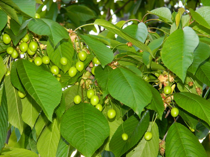 DSCN5724