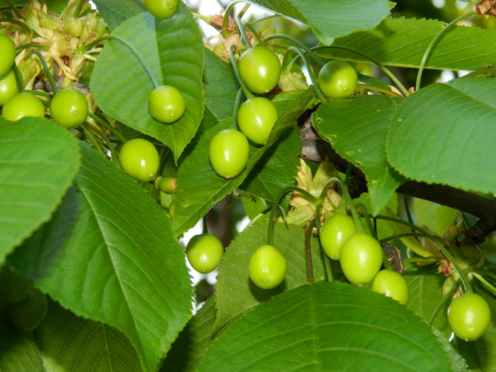 DSCN5725