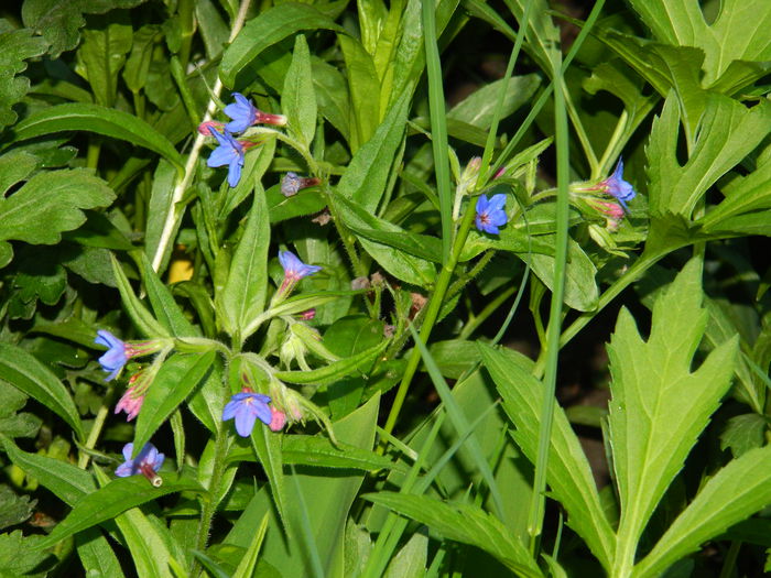 DSCN5728 - 2015_MAI