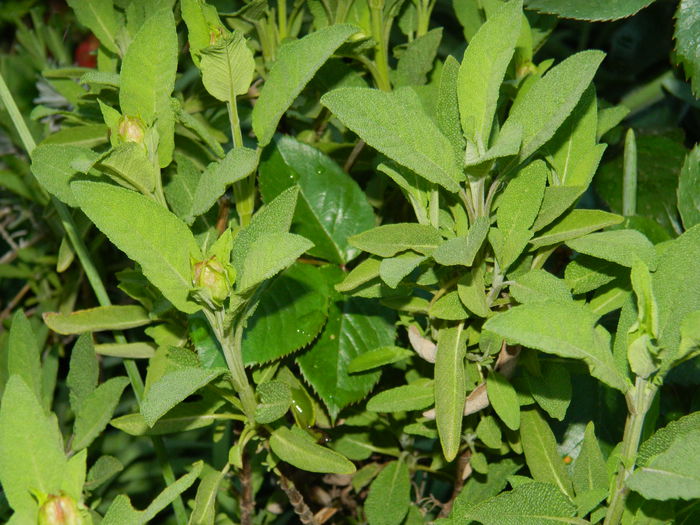 DSCN5729 - 2015_MAI