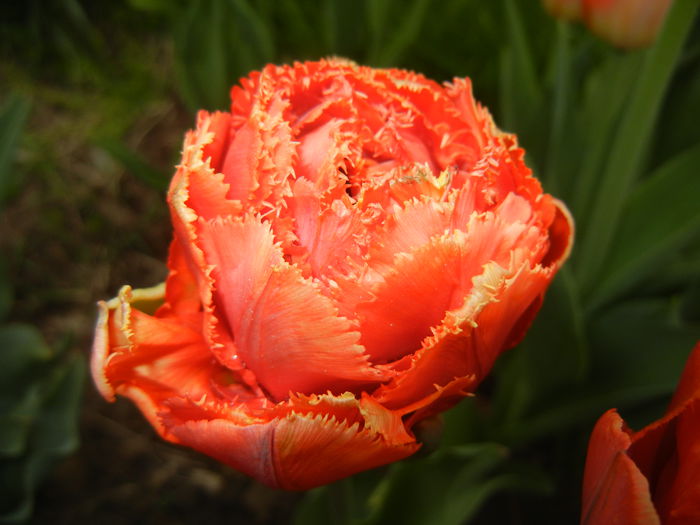 Tulipa Esprit (2015, April 21)