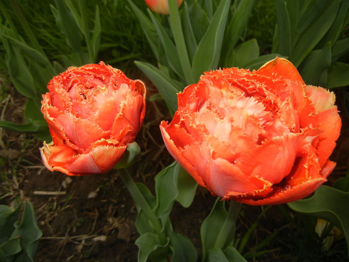 Tulipa Esprit (2015, April 21)