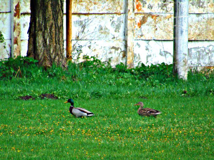 rate salbatice - Diverse animale si pasari