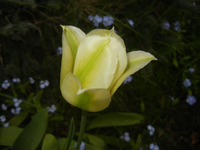 Tulipa Spring Green (2015, April 20) Tulipa Spring Green (2015, April 20)