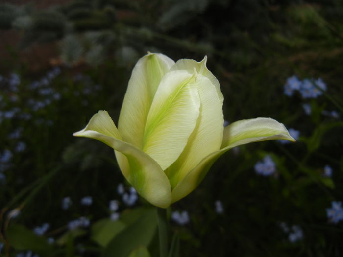 Tulipa Spring Green (2015, April 20)