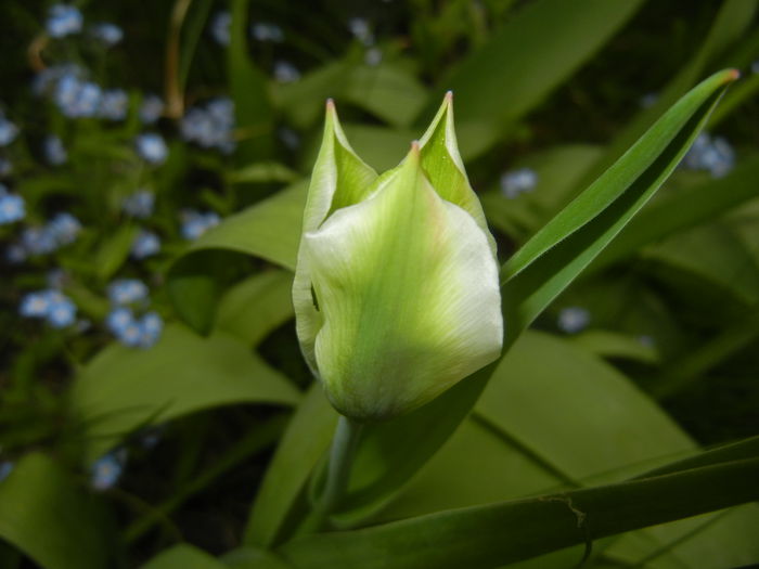 Tulipa Spring Green (2015, April 20) - Tulipa Spring Green