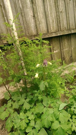 11115906_859028467502355_1753280344_n - Primavara 2014-2018