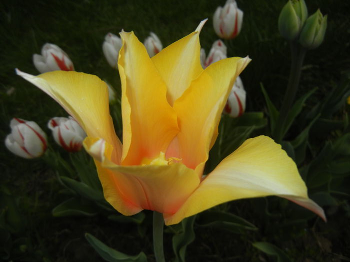 Tulipa Blushing Lady (2015, April 20)