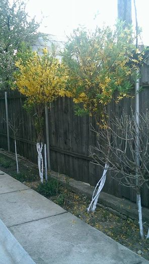 transformarea... apar frunzele - Primavara 2014-2018