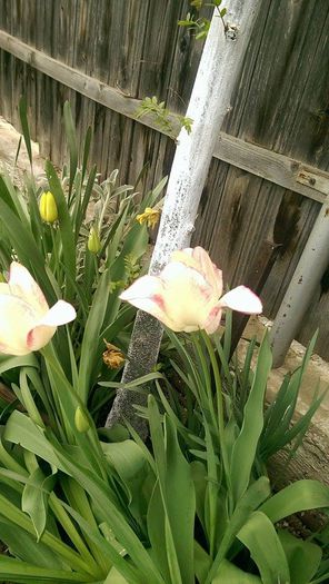 11185733_859028597502342_1630406065_n