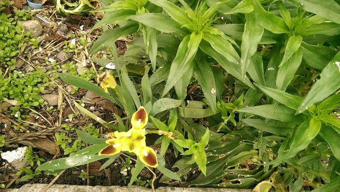 Multumesc doamna Gabiuta!