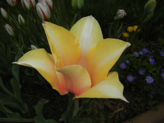 Tulipa Blushing Lady (2015, April 20)