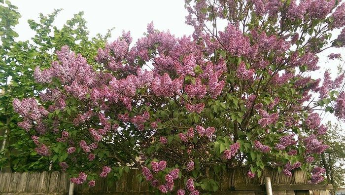 11195396_859028364169032_376234835_n