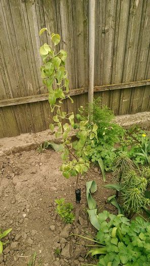 lastar par altoit de tatal meu