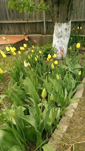 11195452_859028617502340_1975353381_n