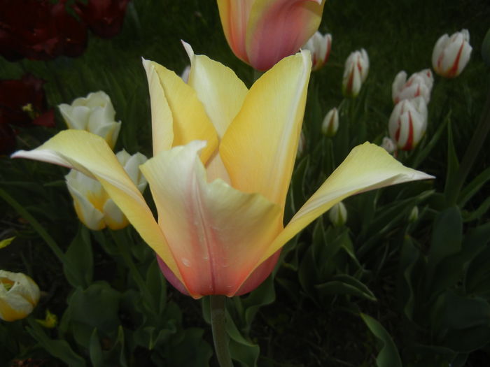 Tulipa Blushing Lady (2015, April 20) - Tulipa Blushing Lady