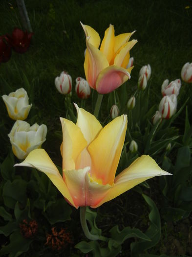 Tulipa Blushing Lady (2015, April 20) - Tulipa Blushing Lady