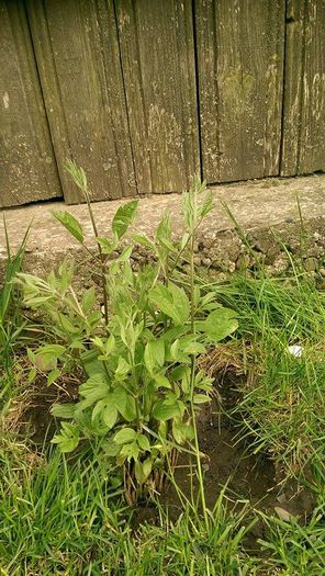 clematita mov cumparata