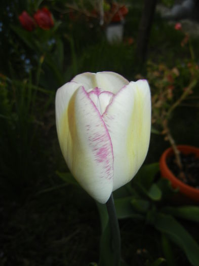 Tulipa Shirley (2015, April 20)