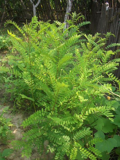 DSCF0012 (12-07-2013) - Amorpha fruticosa