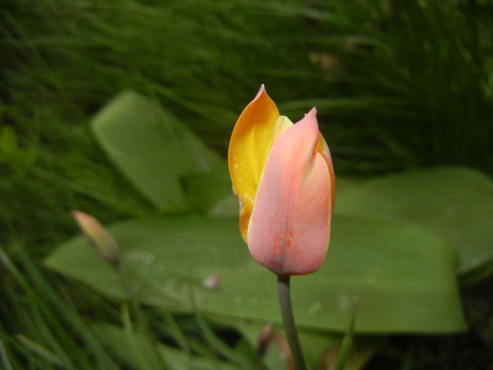 Tulipa clusiana Chrysantha (2015, Apr.21) - Tulipa Chrysantha