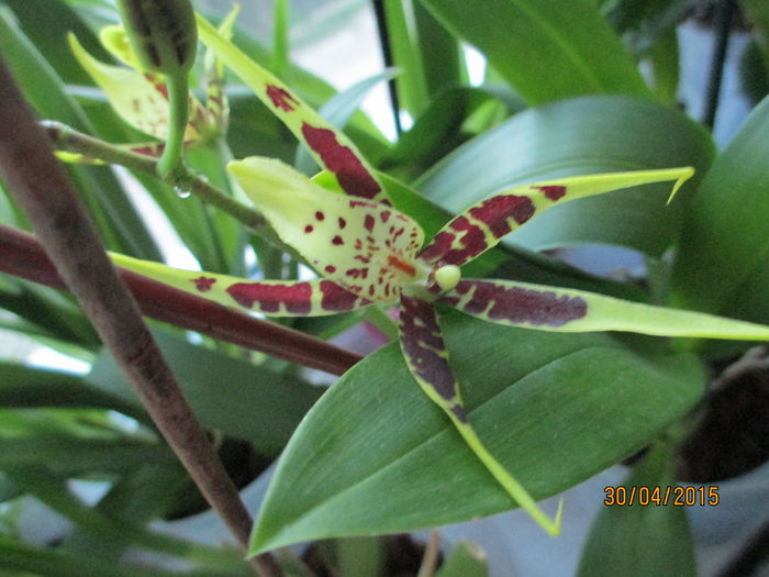 brassia 2015.04.30 2 - brassia