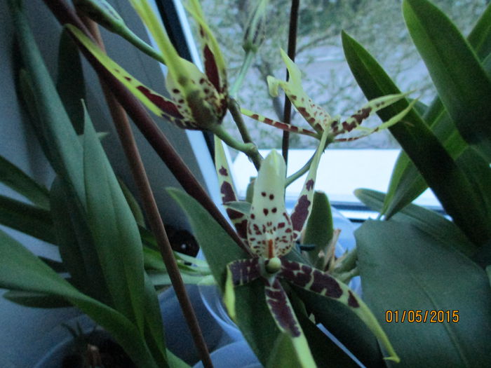 brassia 2015.05.01