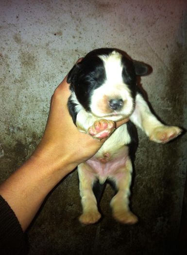 11210236_685084234971537_746695545_n