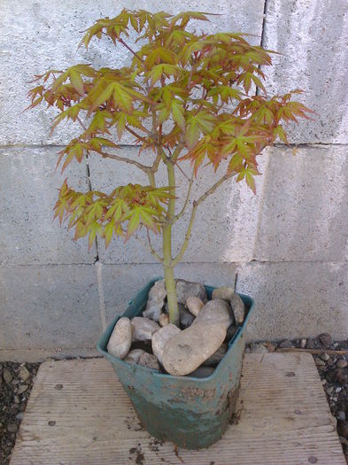 A.jap.katsura-6ani - COLECTIE PREBONSAI 2015-2016