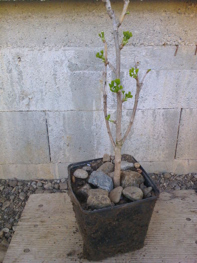 ginkgo-7ani - COLECTIE PREBONSAI 2015-2016