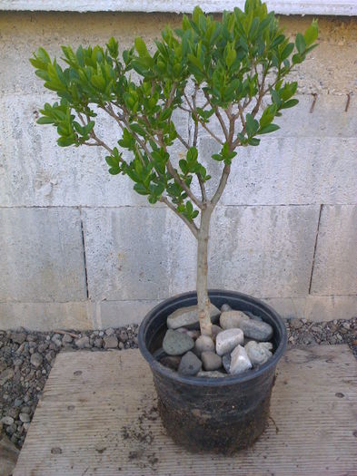 Lemn cainesc-5ani - COLECTIE PREBONSAI 2015-2016