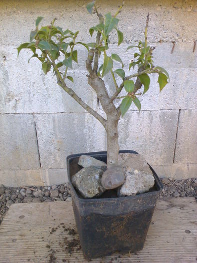 Ilex-7ani - COLECTIE PREBONSAI 2015-2016