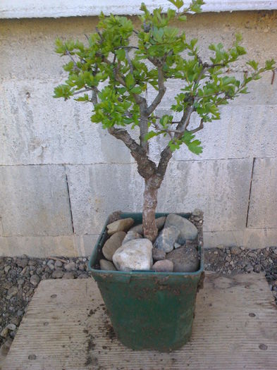 Paducel 8ani - COLECTIE PREBONSAI 2015-2016