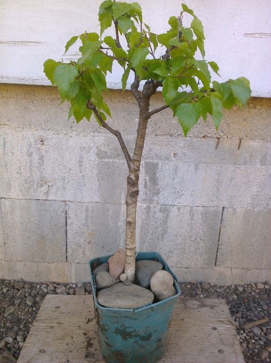 Mesteacan-10ani - COLECTIE PREBONSAI 2015-2016