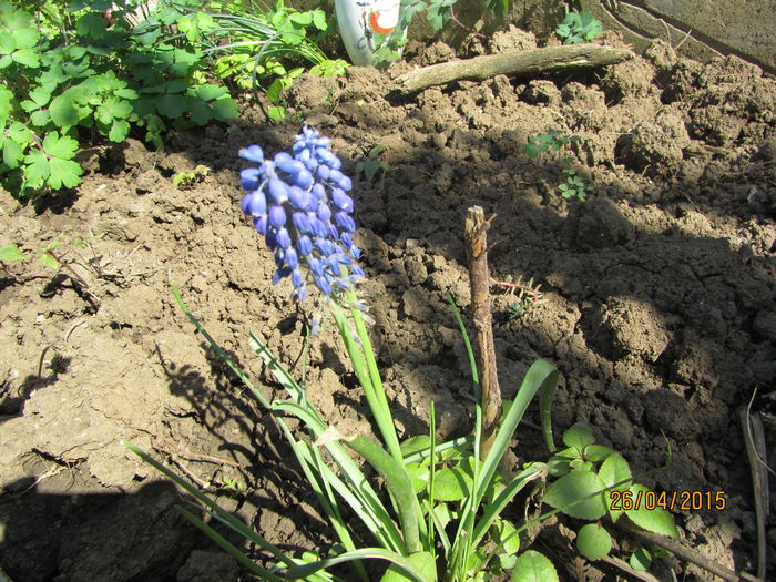 IMG_0226 - Flori de gradina-2015Primavara