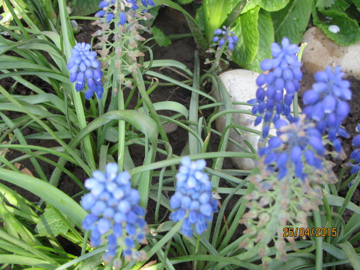 IMG_0229 - Flori de gradina-2015Primavara