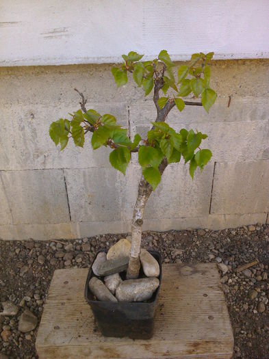 Mesteacan -8ani - COLECTIE PREBONSAI 2015-2016