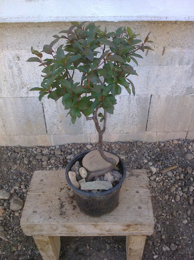 prun rosu-8ani - COLECTIE PREBONSAI 2015-2016