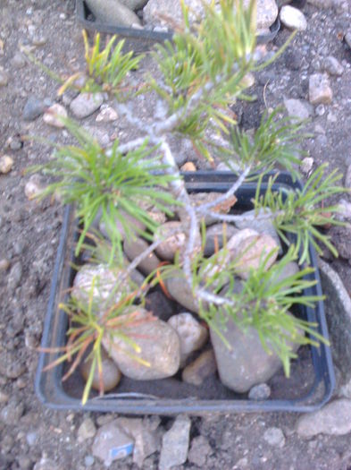 Pin pitic -5ani - COLECTIE PREBONSAI 2015-2016