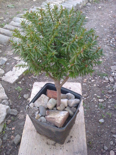 Taxus -10ani - COLECTIE PREBONSAI 2015-2016