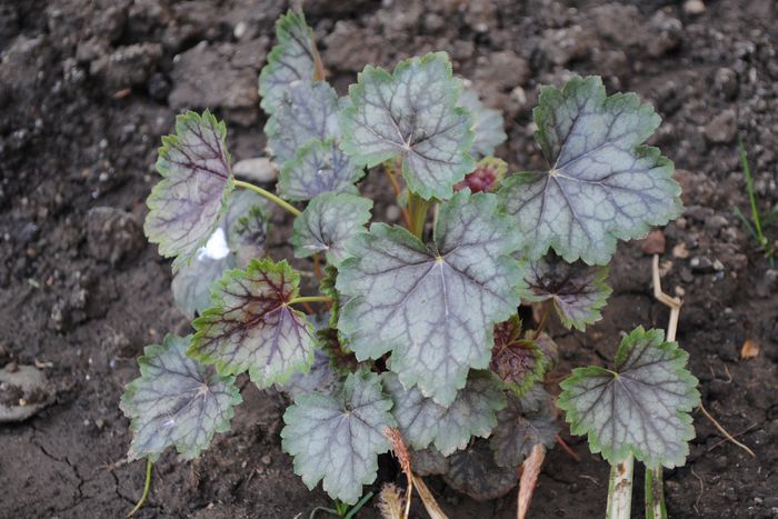 heuchera venus - 2015 plantele mele