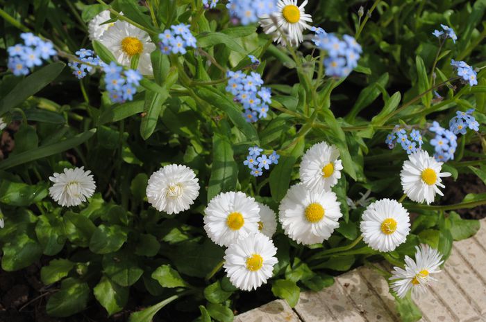 myosotis, banutei - 2015 plantele mele