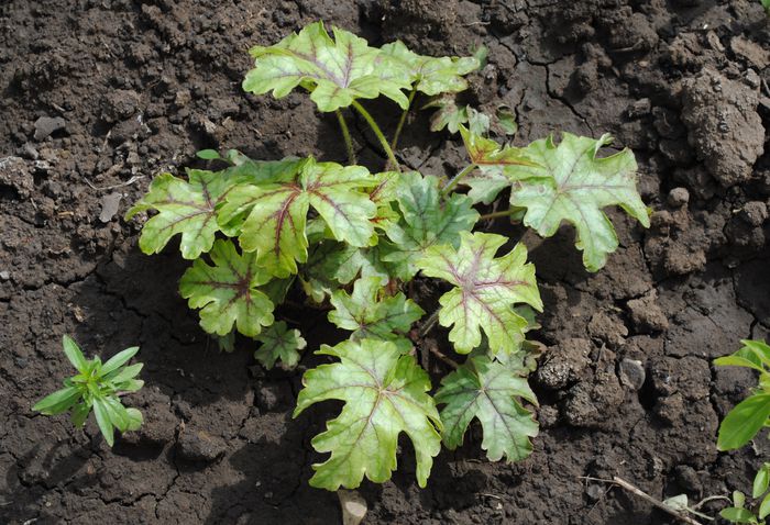 heucherella_tapestry