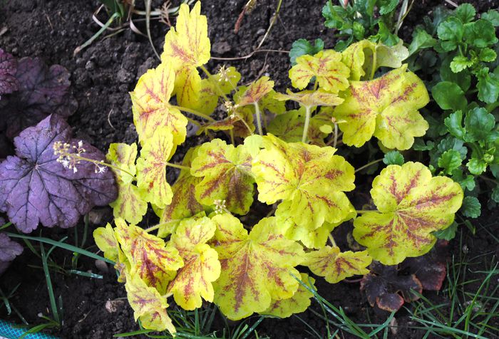 heucherella Solar Eclipse - 2015 plantele mele