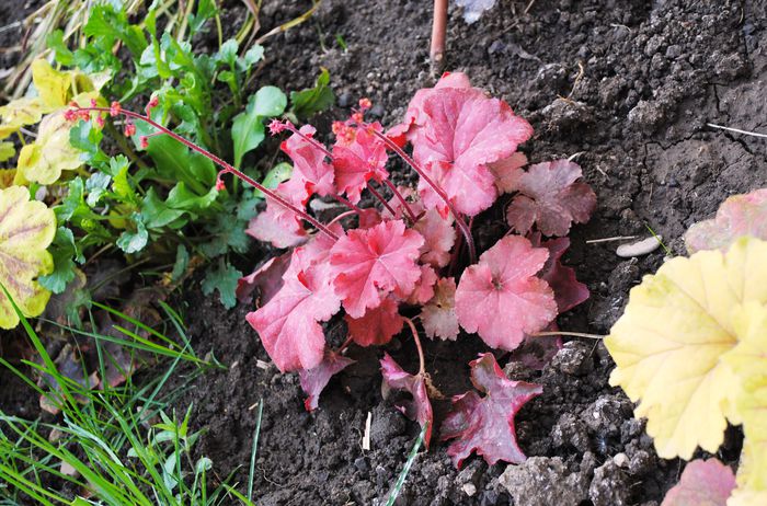 1 mai,heuchera cherry-cola