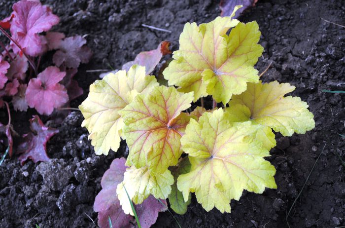 heuchera electra