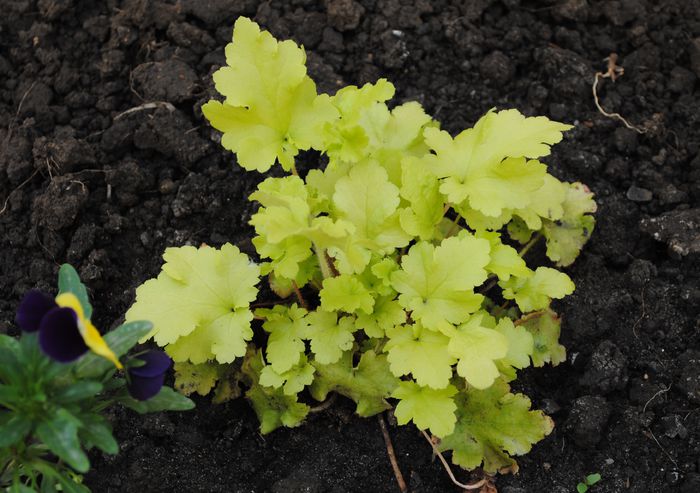 heuchera_lime_marmalade