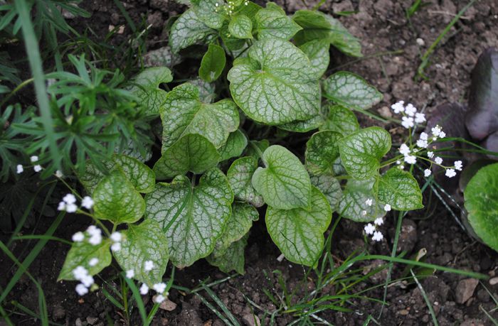 Brunnera mr morse